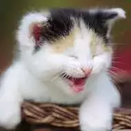 cat images dp